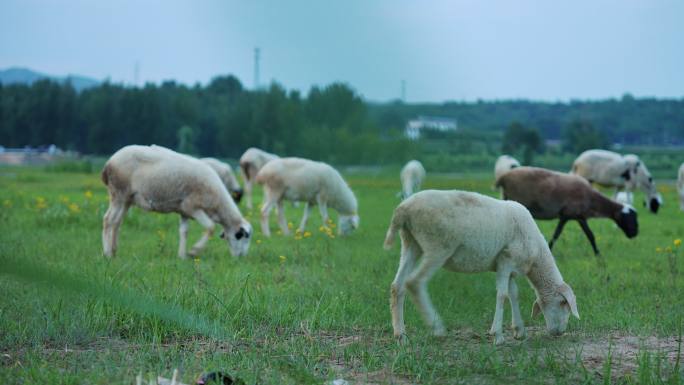 牛羊群放牧