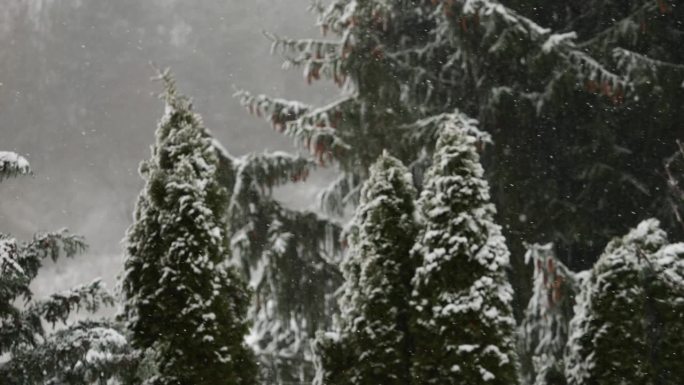 美丽的冬季雪景。迷人的冬天在森林里，雪落在树上。降雪背景下的松树枝。雪花飘落的慢动作冬季景观。