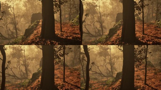 幻想着秋天忧郁的森林