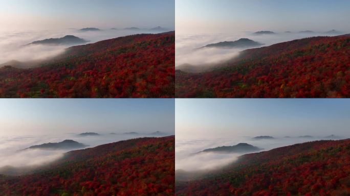 秋天五花山吉林东北秋景日出云海云雾逆光