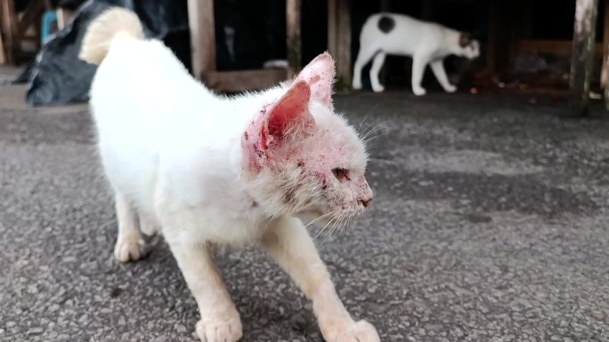 一只可怜的被遗弃的流浪猫，它的身体部分长满了癣，它肮脏的身体被遗弃在街上