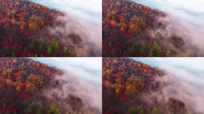 秋天五花山吉林东北秋景日出云海云雾逆光