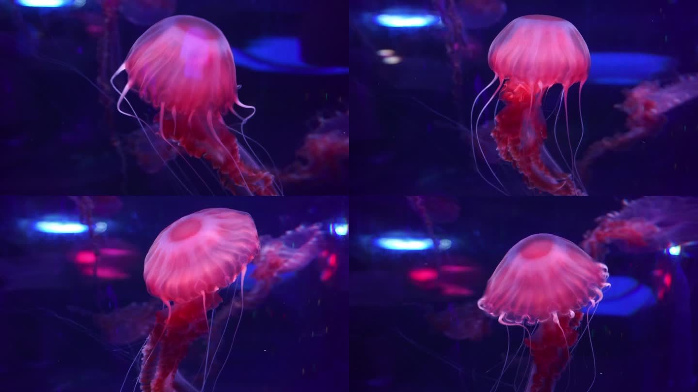 北京海洋馆水母海洋生物在游动有毒美丽