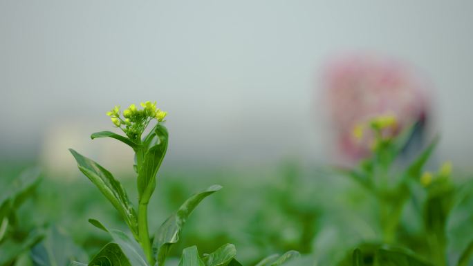 4k农民在菜地采摘菜心