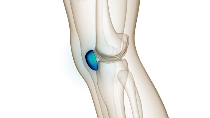 人体骨骼系统髌骨关节解剖动画概念