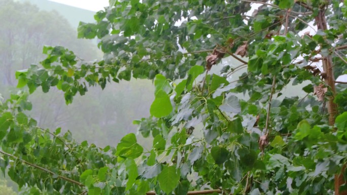 城市洪涝灾害狂风暴雨倾盆大雨下雨天雨水雨