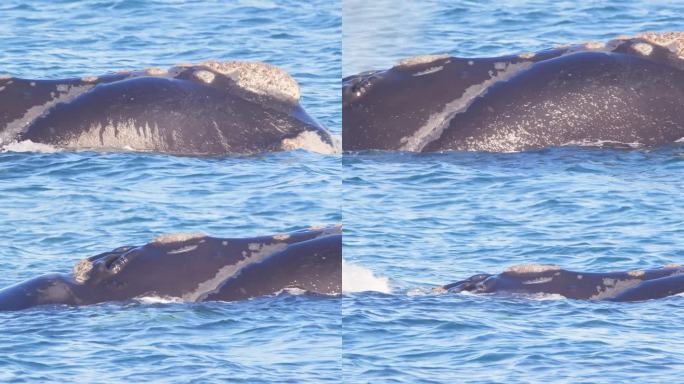 藤壶填满的露脊鲸的头从水里冒出来，因为它从它的吹孔中喷出水雾，然后潜入水中