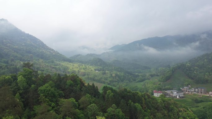 航拍武夷山茶山