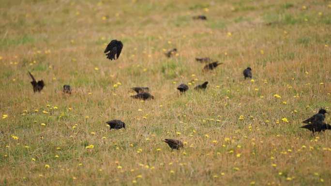 小黑鸟在点缀着黄花的田野上觅食，成群结队地飞来飞去。