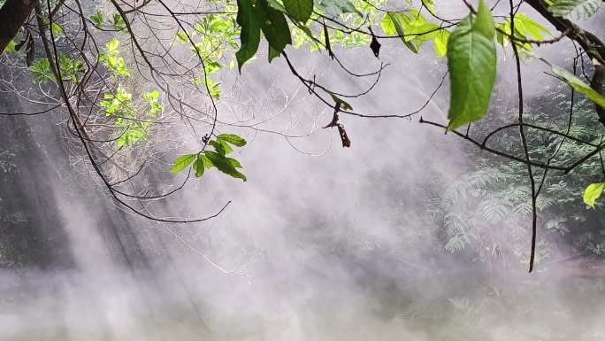 阳光逆光云雾绿叶云雾地表蒸汽水蒸气大雾