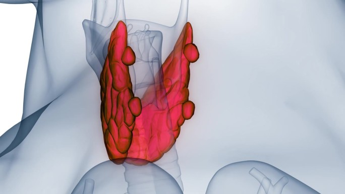 人体腺体甲状腺解剖动画概念