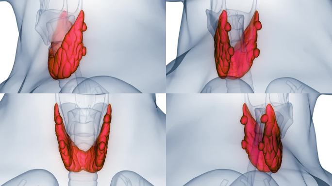 人体腺体甲状腺解剖动画概念