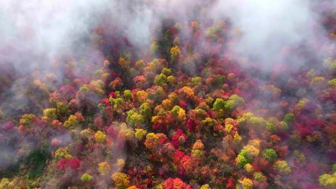 秋天五花山吉林东北秋景日出云海云雾逆光