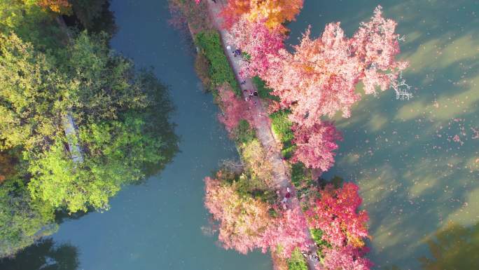 航拍苏州天平山秋天枫叶正红美丽风景