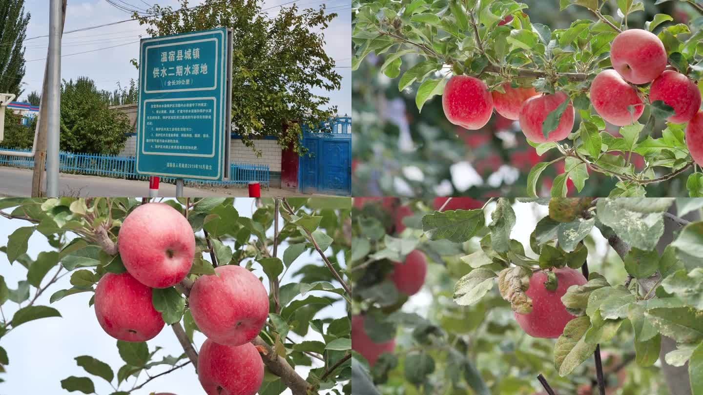 新疆果园阿克苏苹果B