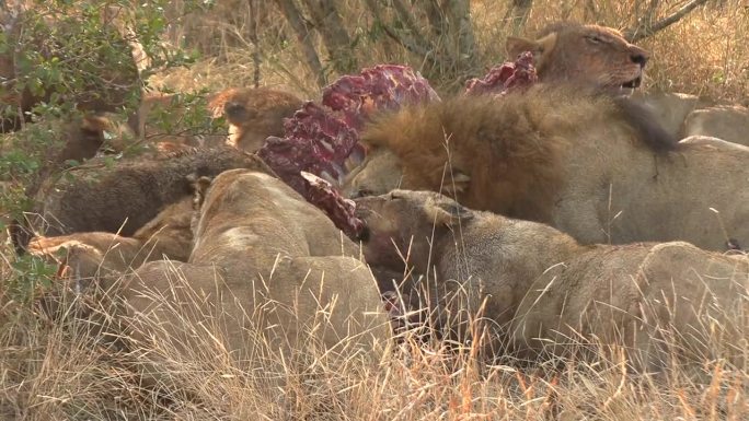 一群狮子在非洲大草原上吞食尸体