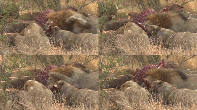 一群狮子在非洲大草原上吞食尸体