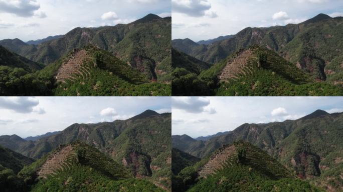 涌泉蜜橘种植基地正宗航拍山里