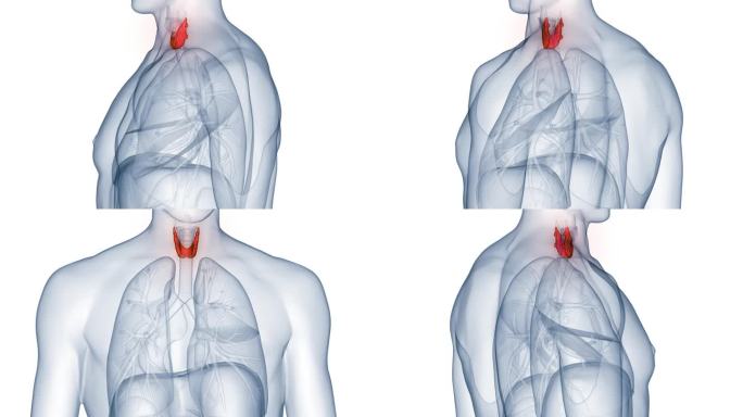 人体腺体甲状腺解剖动画概念