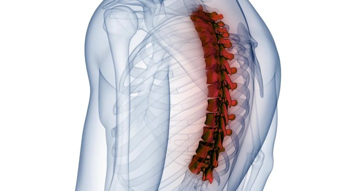 脊髓、脊柱、胸椎人体骨骼系统解剖动画概念