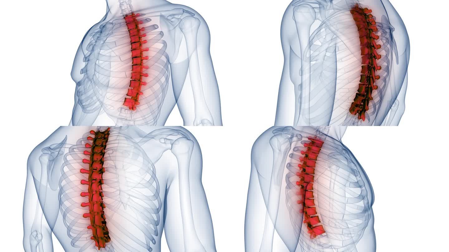 脊髓、脊柱、胸椎人体骨骼系统解剖动画概念