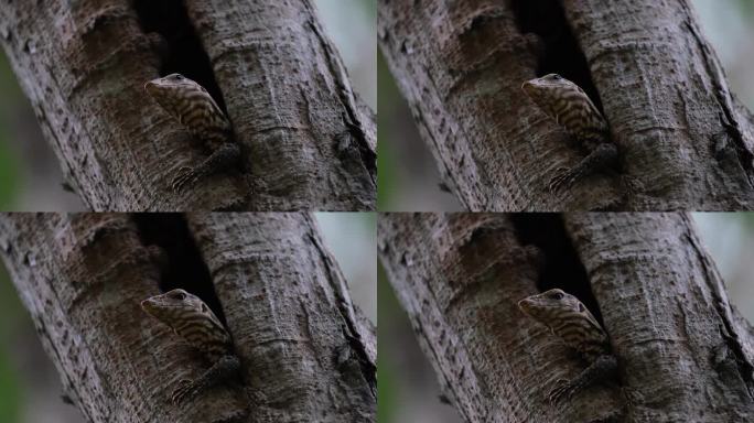 泰国云虎蜥，左肢伸出，低头向洞外张望