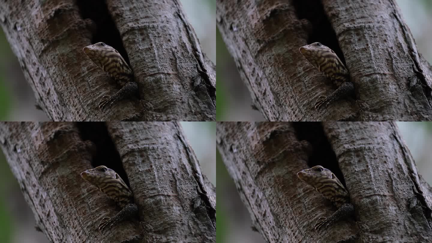 泰国云虎蜥，左肢伸出，低头向洞外张望