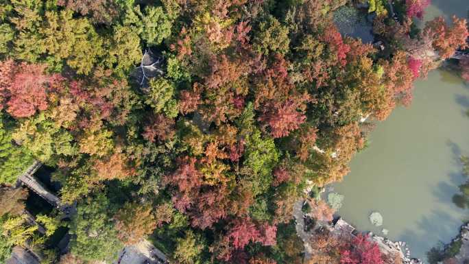 【高清素材合集】航拍苏州天平山红枫