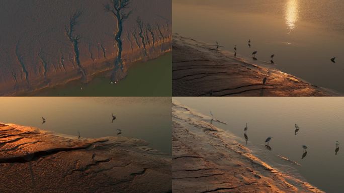 杭州钱塘江滩涂湿地大地之树候鸟夕阳合集