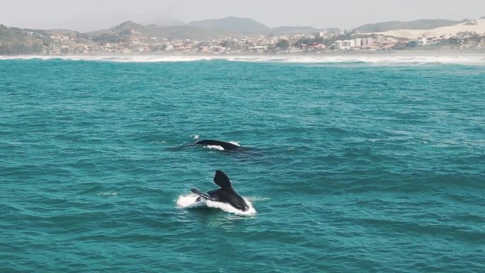 南露脊鲸突围，Eubalaena australis。母露脊鲸和幼露脊鲸在巴西海岸附近的Imbitu