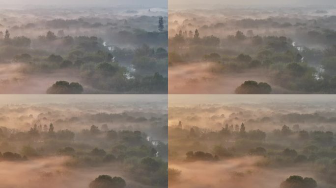 杭州西溪湿地初冬晨雾云雾缭绕 稀缺空境