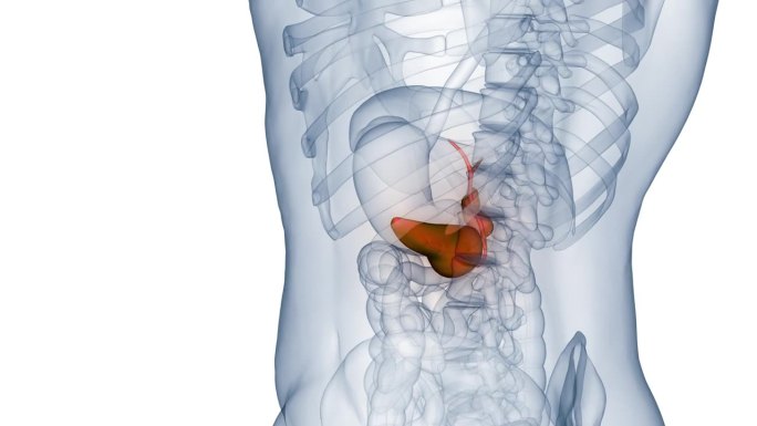 人体内部器官胰腺横膈膜解剖动画概念
