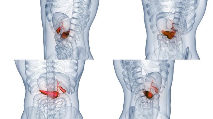 人体内部器官胰腺横膈膜解剖动画概念