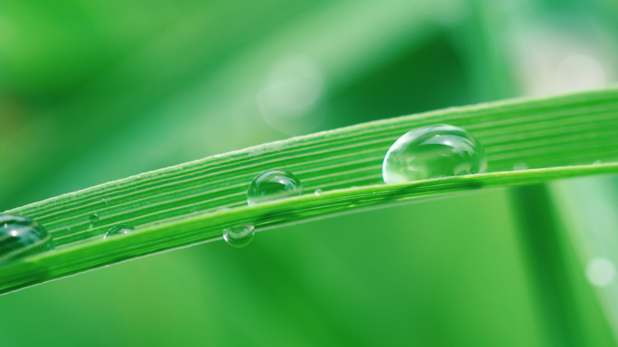 大自然水滴滴水雨雨滴露珠水珠露水