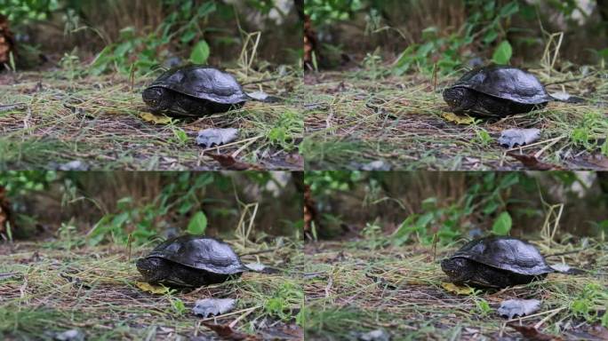 欧洲河龟躺在地上，环形蛇特写