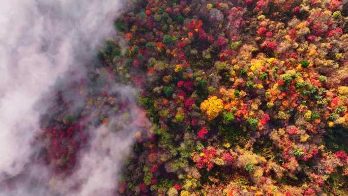 秋天五花山吉林东北秋景日出云海云雾逆光