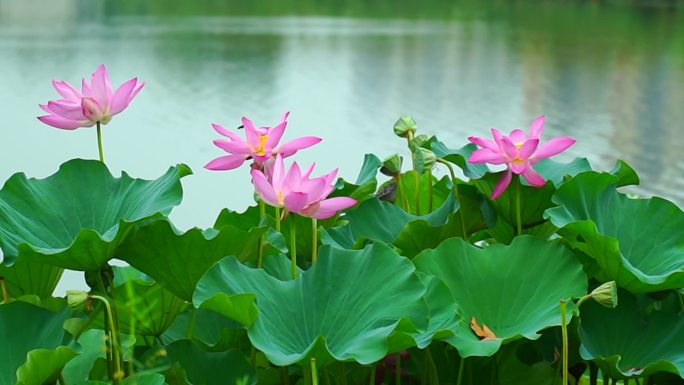 荷花河水舞动