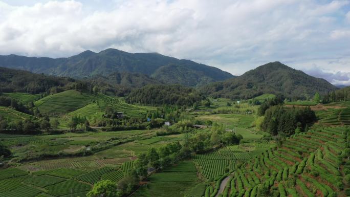 航拍武夷山茶山