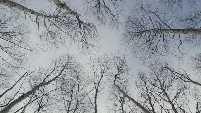 枯死的冬桦树冠在多云的苍穹中仰望