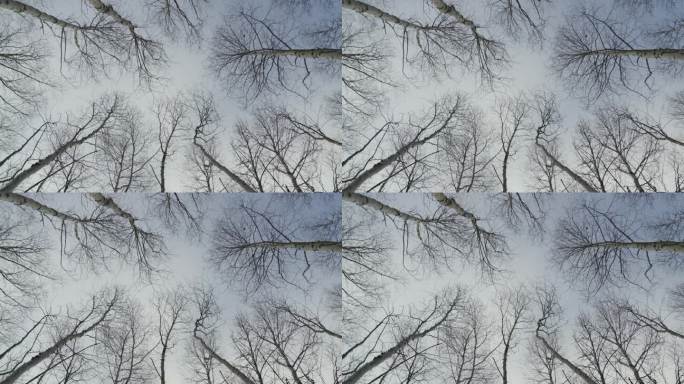枯死的冬桦树冠在多云的苍穹中仰望
