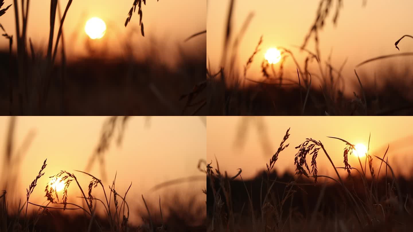 夕阳晚霞氛围稻草稻谷