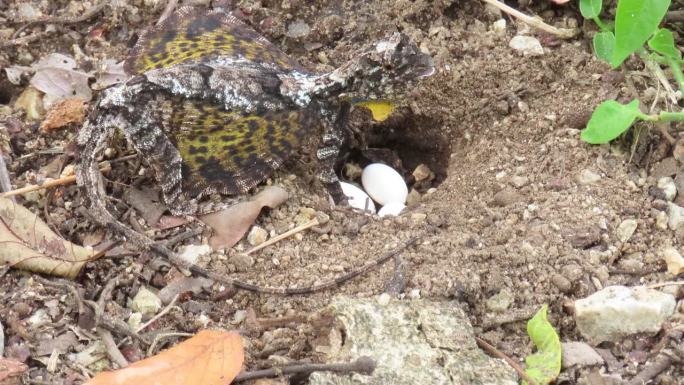 飞蜥蜴在地上产卵乌龟野生动物下蛋抱窝