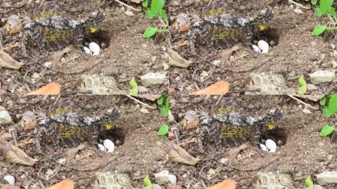 飞蜥蜴在地上产卵乌龟野生动物下蛋抱窝