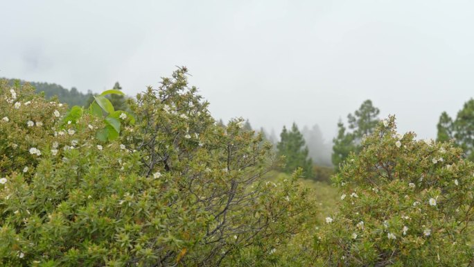 雾天，特内里费山上盛开的灌木花。岩蔷薇monspeliensis。