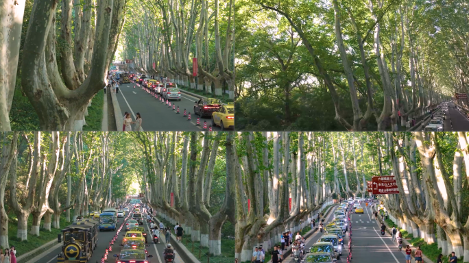 【4K60帧】南京梧桐大道夏季绿林航拍