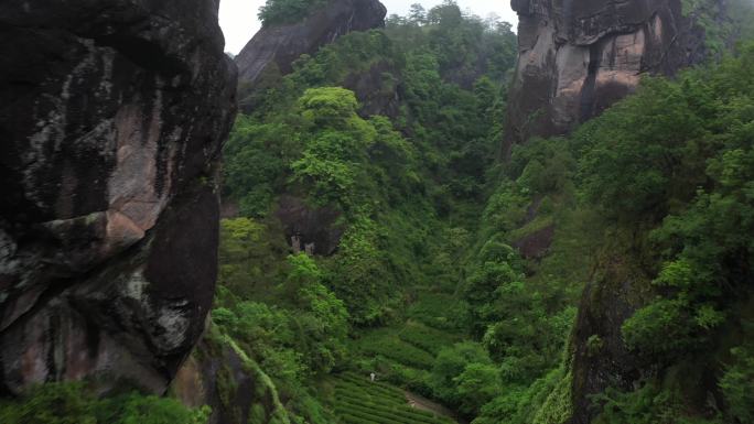 航拍武夷山茶山