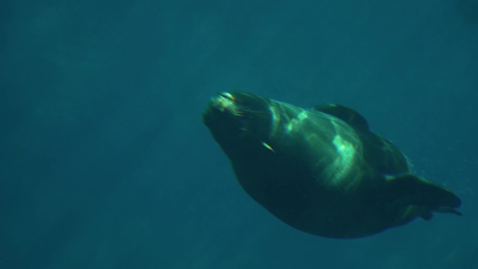海狗在水下游泳摄影