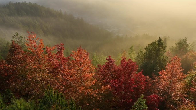 晨雾中的红色树林