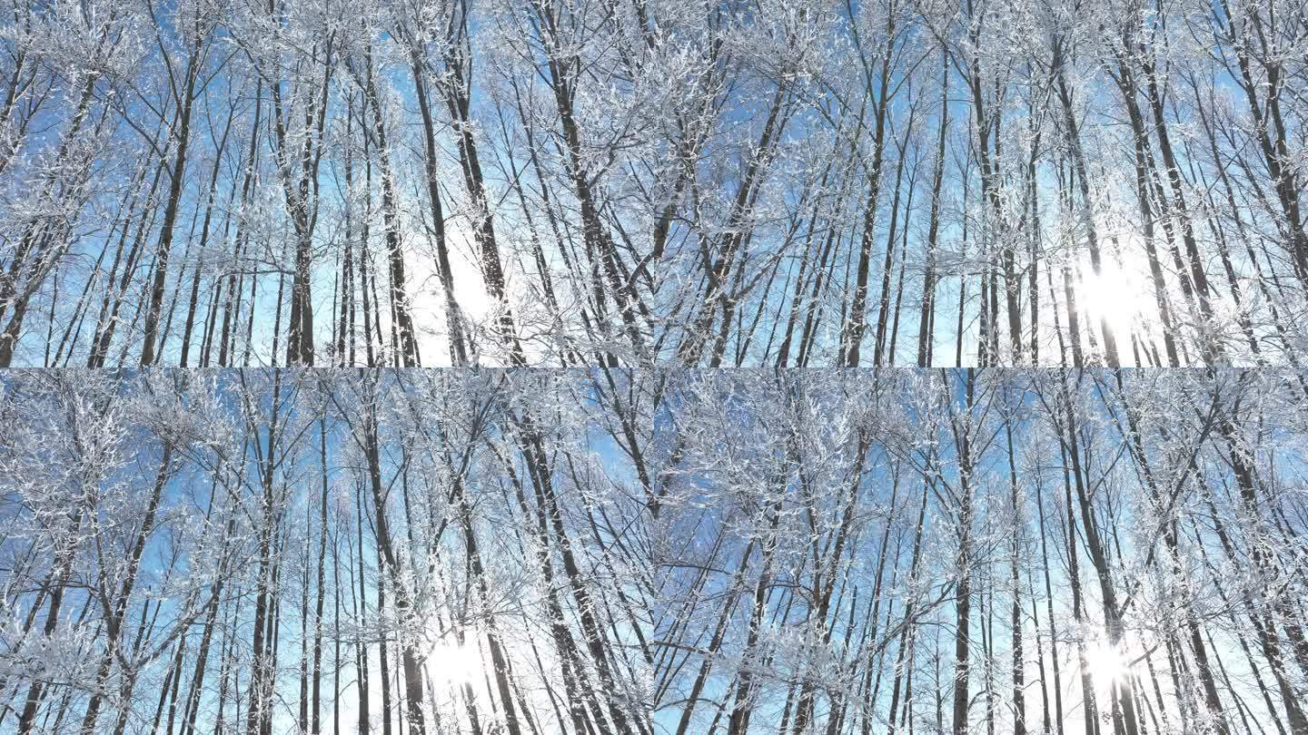 树枝树挂雾凇冬日阳光雪霁飘落