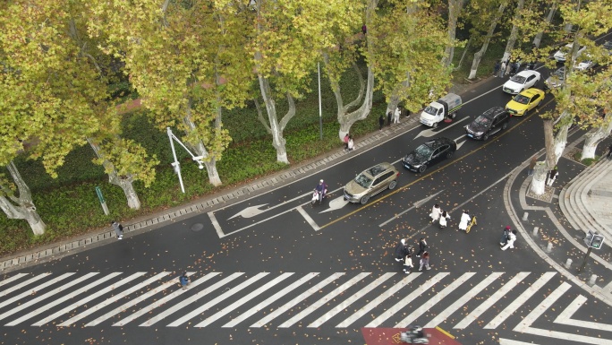 航拍南京梧桐大道